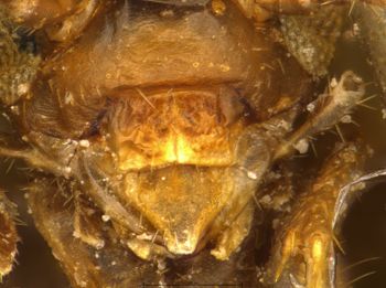 Media type: image;   Entomology 9023 Aspect: head frontal view